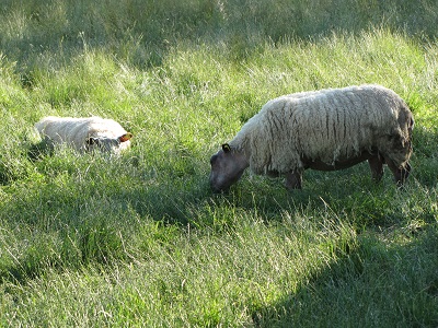 Deux moutons dans l'herbe.