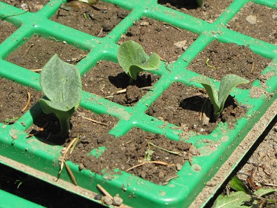 Jeunes pousses de potimarron dans un bac de semis.