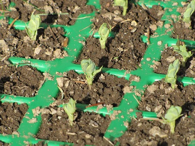 Jeunes pousses de petits pois dans un bac de semis.