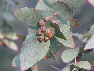 Fruits d'eucalyptus.