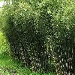 Bambou fargesia robusta "pingwu".