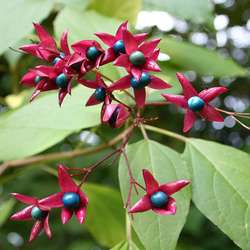 Clerodendron trichotomum.