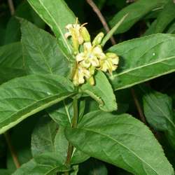 Diervilla sessilifolia.