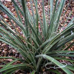 Yucca rouge.