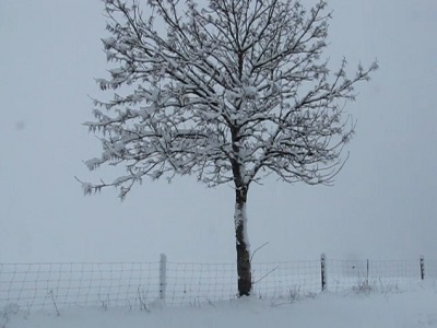 Petit arbre et grillage sous la neige.