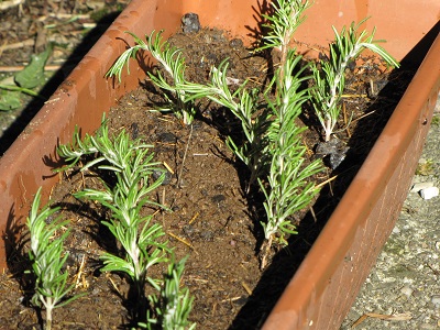Boutures de romarin plantées en jardinière.