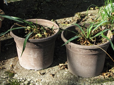 Deux pots avec des plantules de yucca.