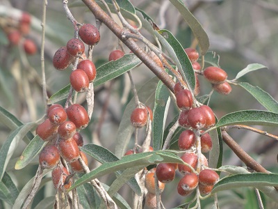 Olives de Bohême.