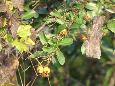 Piracantha à fruits jaunes.