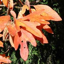 Laurier des Iroquois, feuilles rouge-orangé.
