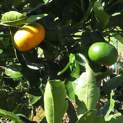Mandarinier satsuma.