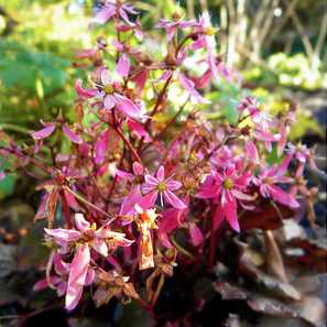 Saxifrage fortunei "black ruby".
